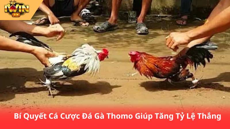 Đá Gà Thomo Là Gì? Hướng Dẫn Chơi Và Cá Cược Chi Tiết 3 Bí Quyết Cá Cược Đá Gà Thomo Giúp Tăng Tỷ Lệ Thắng