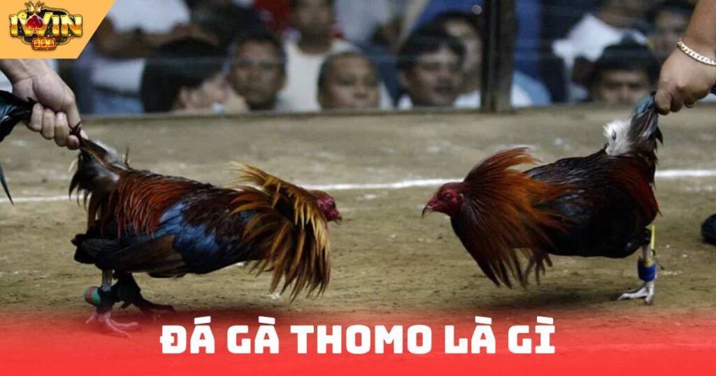 Đá Gà Thomo Là Gì