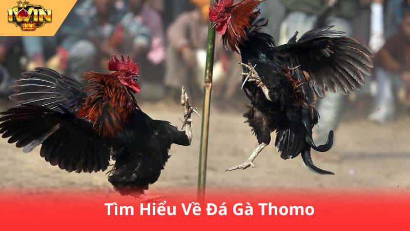 Đá Gà Thomo Là Gì? Hướng Dẫn Chơi Và Cá Cược Chi Tiết 2 Tìm Hiểu Về Đá Gà Thomo